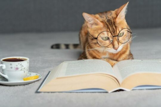 Kot z książką