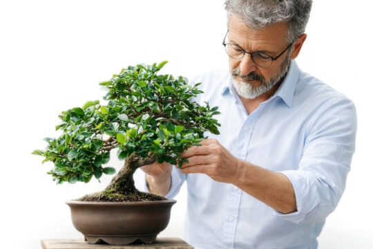 mężczyzna pielęgnuje drzewko bonsai